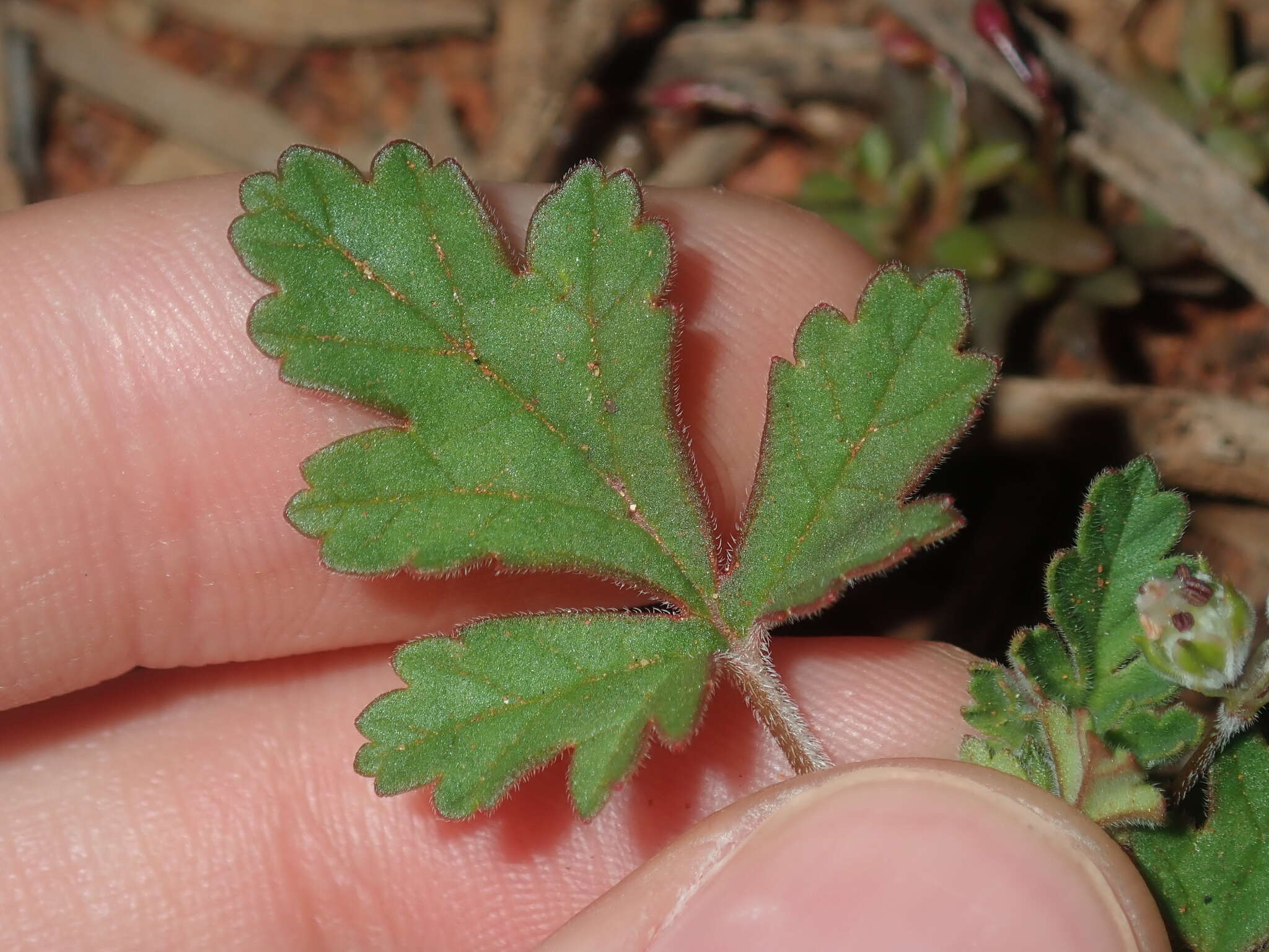 Image of Australian stork's bill