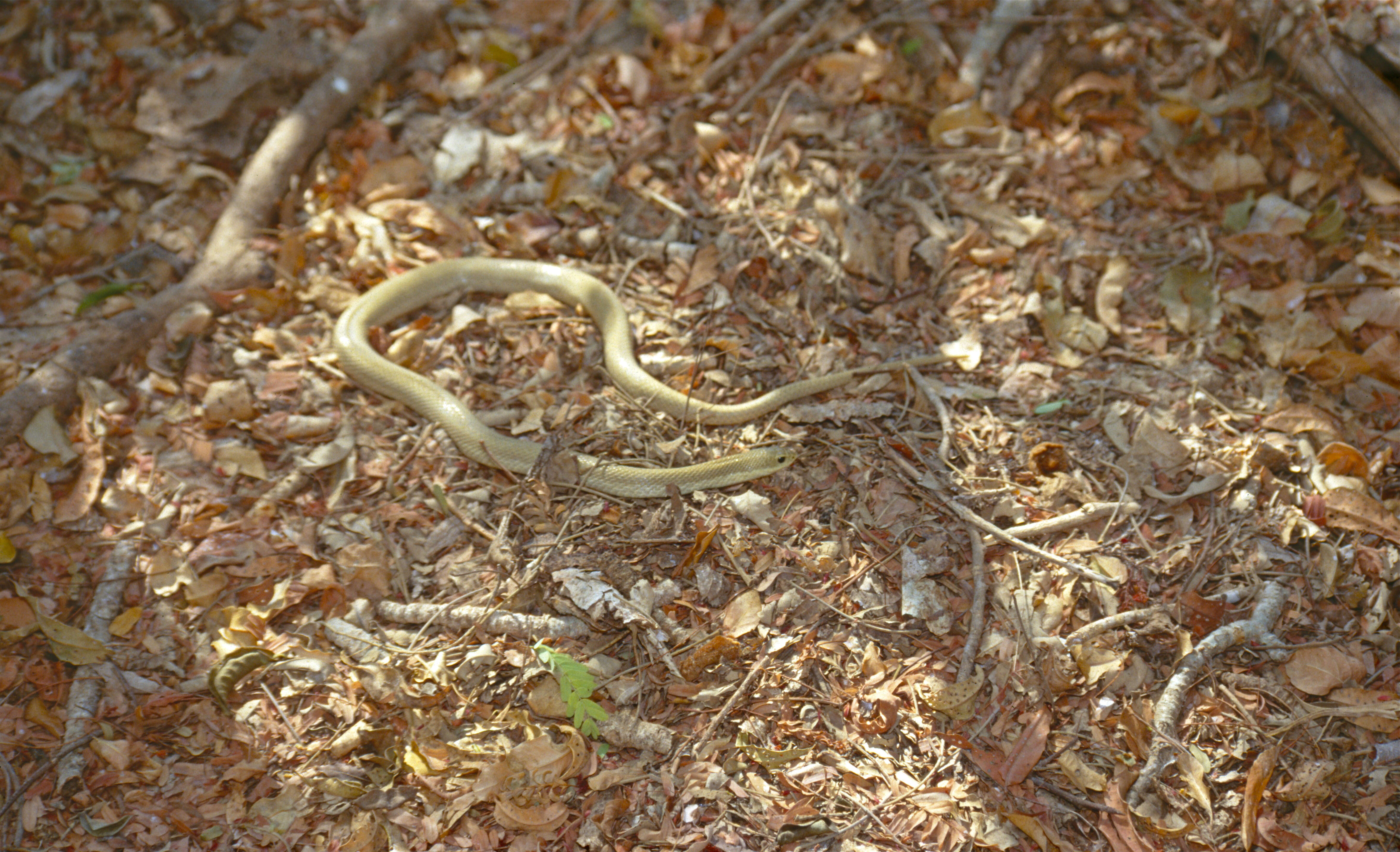 Image of Blonde Hognose Snake