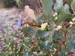 Image of Hakea undulata R. Br.