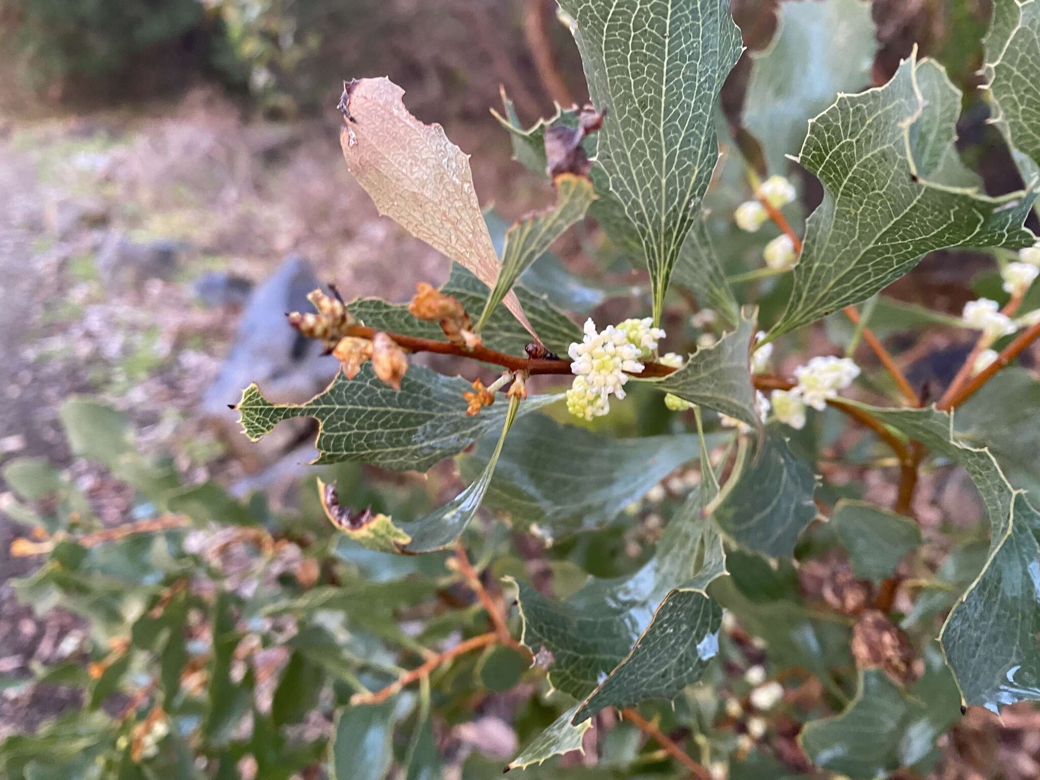 Image of Hakea undulata R. Br.