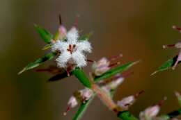 Image of Leucopogon ericoides (Sm.) R. Br.