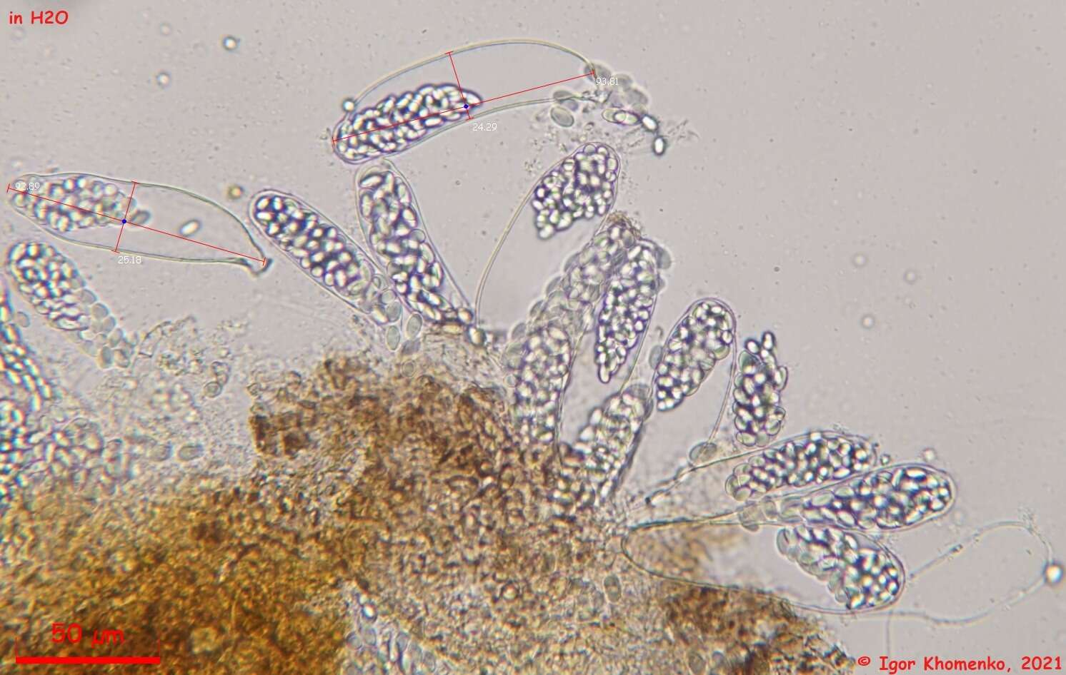 Image of Thelebolus crustaceus (Fuckel) Kimbr. 1967