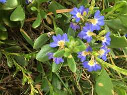 Image of Scaevola calendulacea (Kenn.) Druce