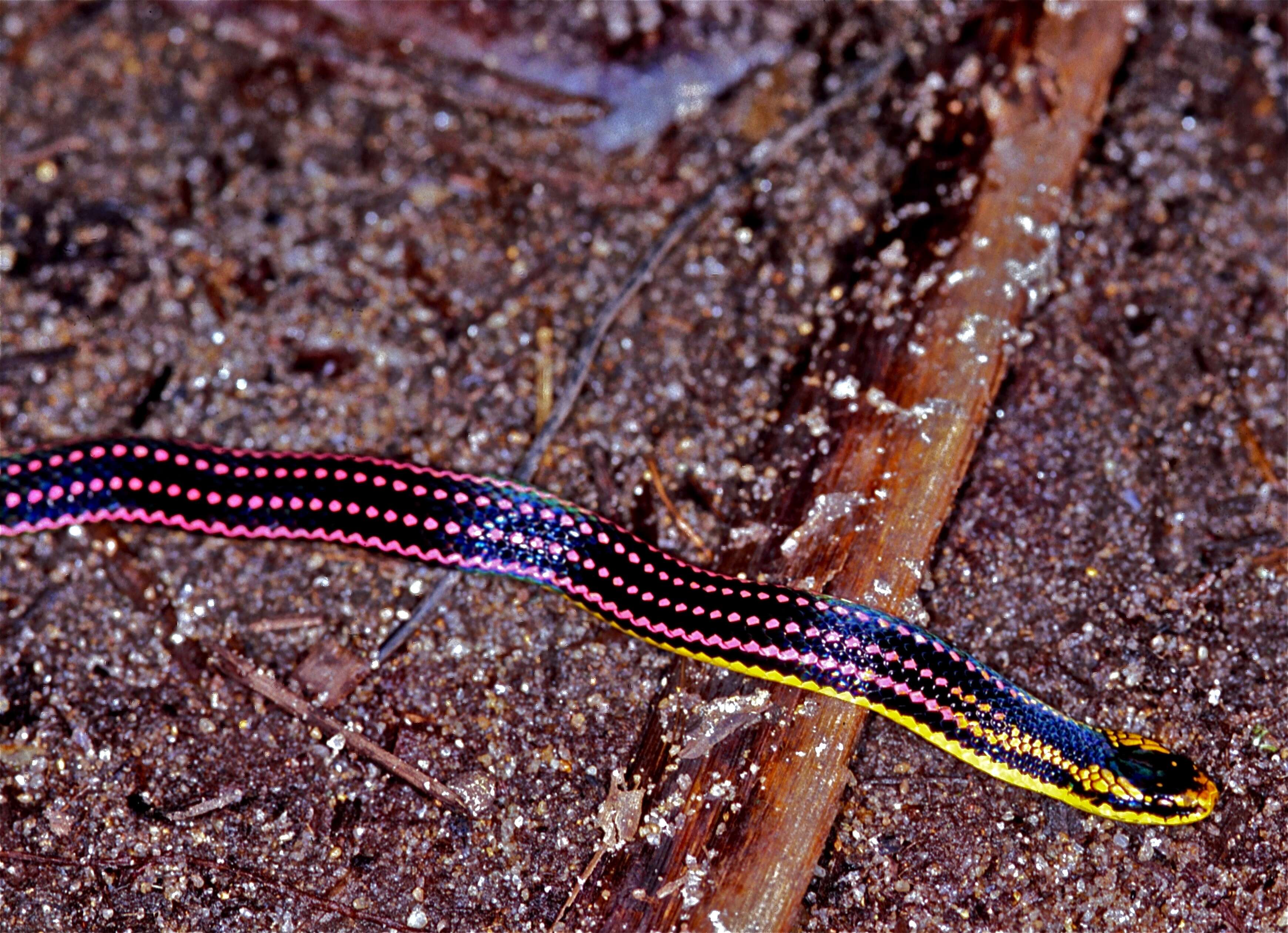 Image of Liophidium pattoni Vieites, Ratsoavina, Randrianiaina, Nagy, Glaw & Vences 2010