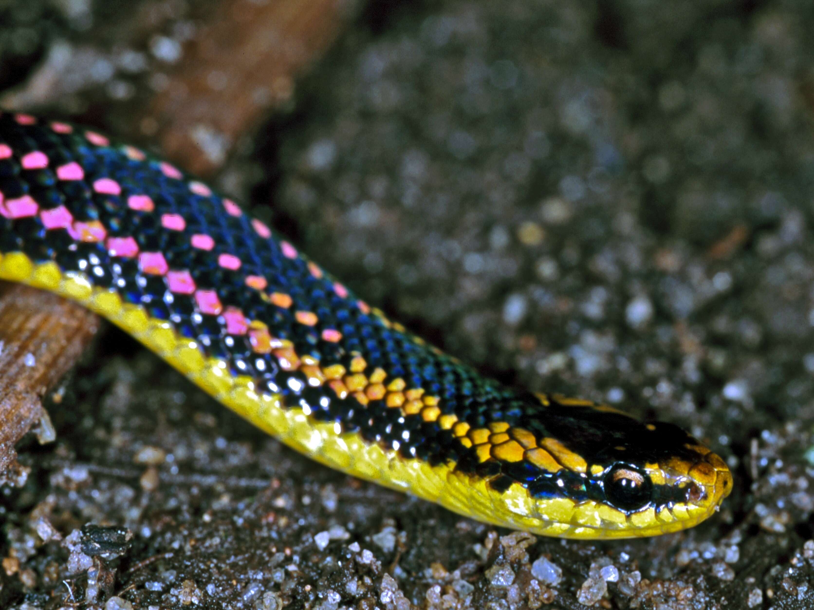 Image of Liophidium pattoni Vieites, Ratsoavina, Randrianiaina, Nagy, Glaw & Vences 2010