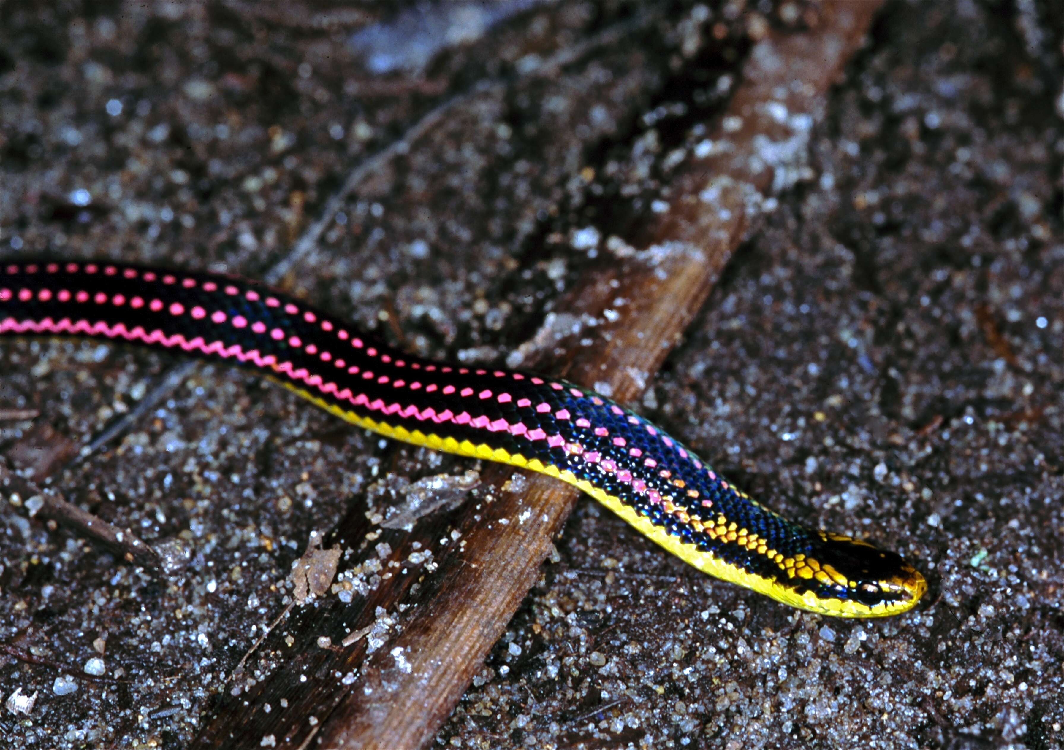 Image of Liophidium pattoni Vieites, Ratsoavina, Randrianiaina, Nagy, Glaw & Vences 2010