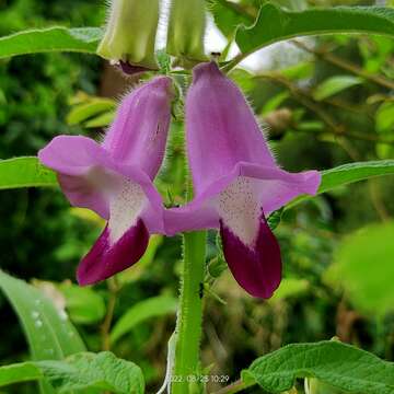 Image of Sesamum indicum subsp. malabaricum (Burm.) Bedigian