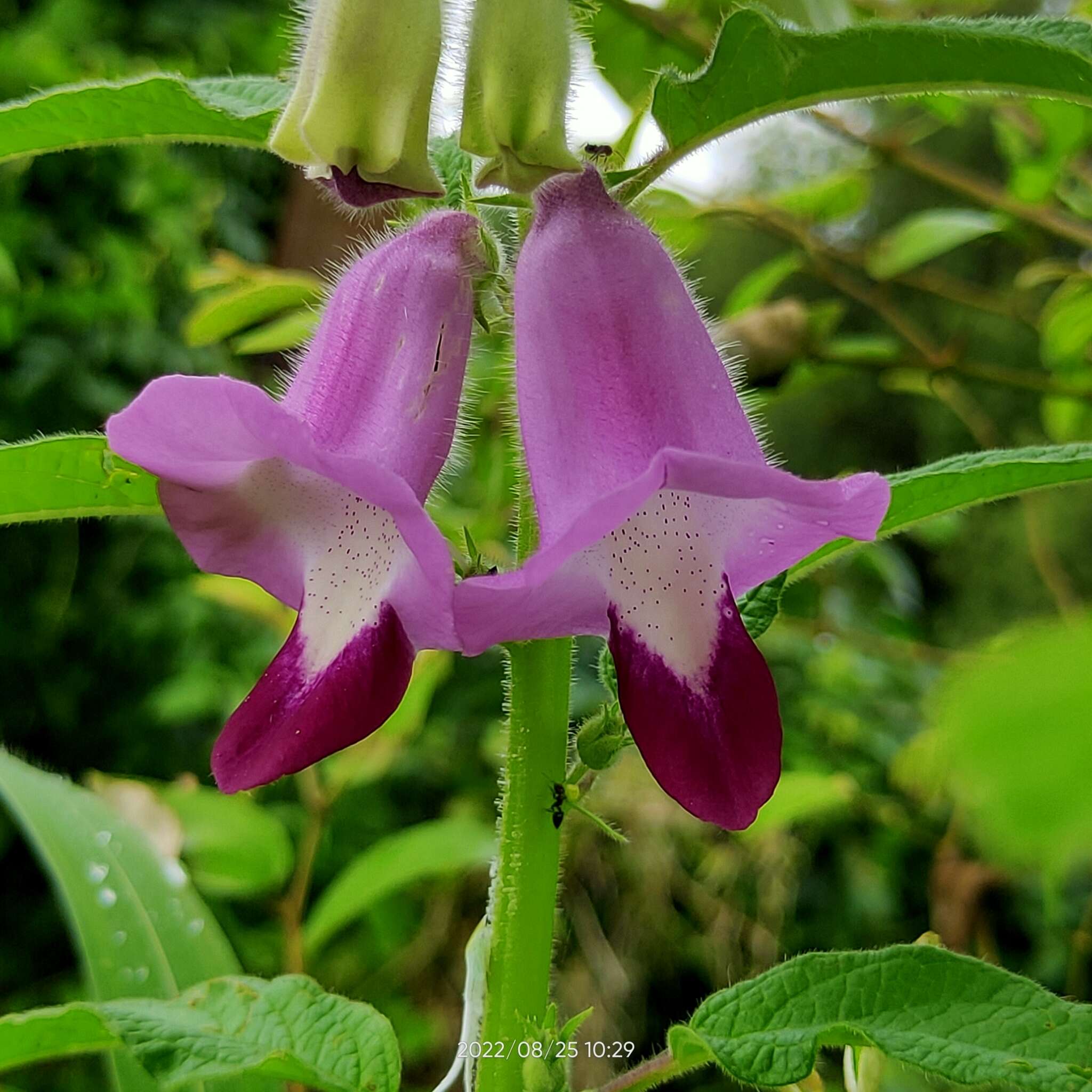 Sivun Sesamum indicum subsp. malabaricum (Burm.) Bedigian kuva