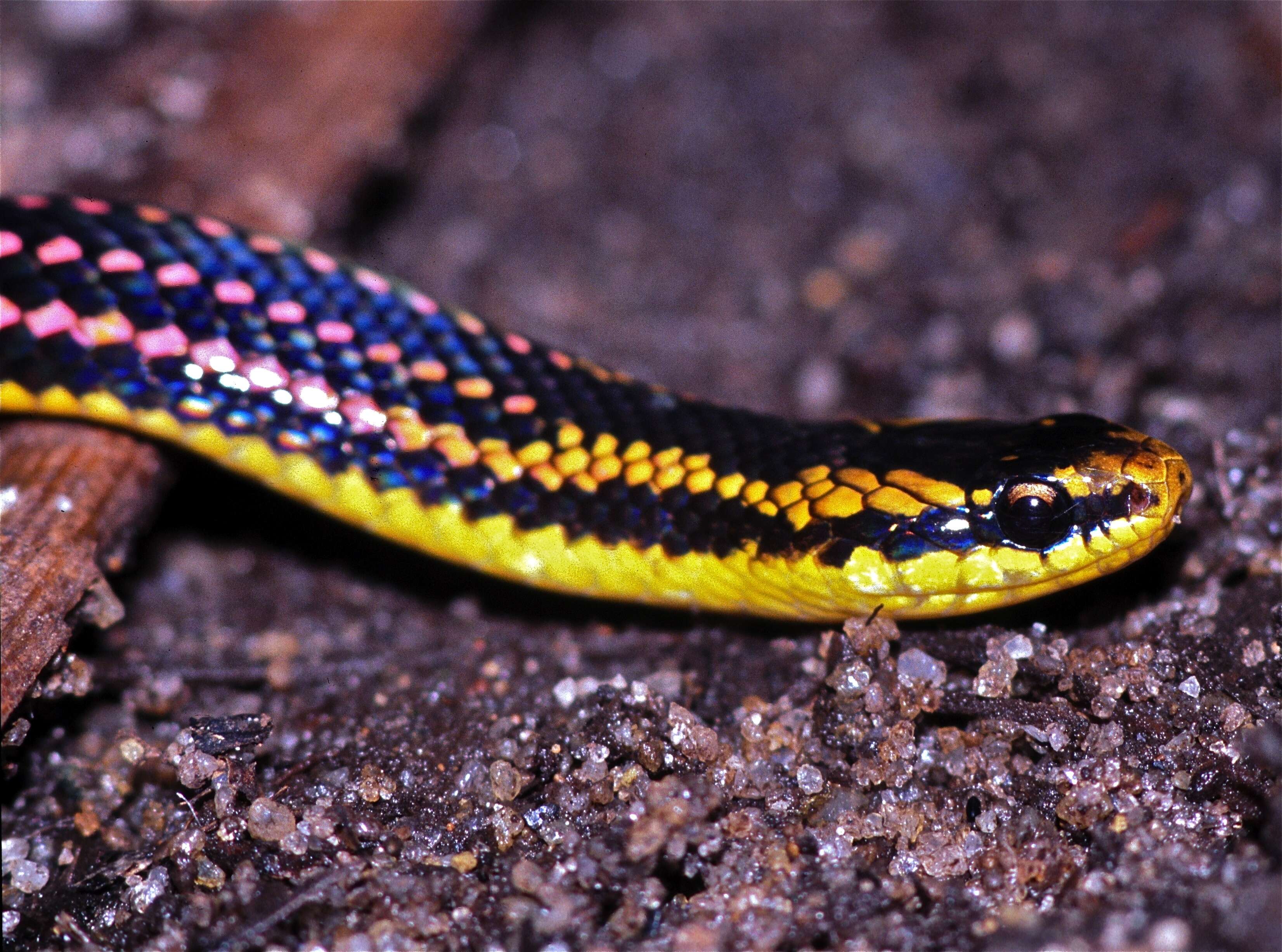 Image of Liophidium pattoni Vieites, Ratsoavina, Randrianiaina, Nagy, Glaw & Vences 2010