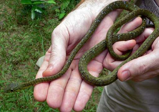 Image of Large-eyed Green Treesnake