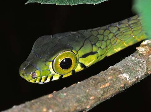 Image of Large-eyed Green Treesnake