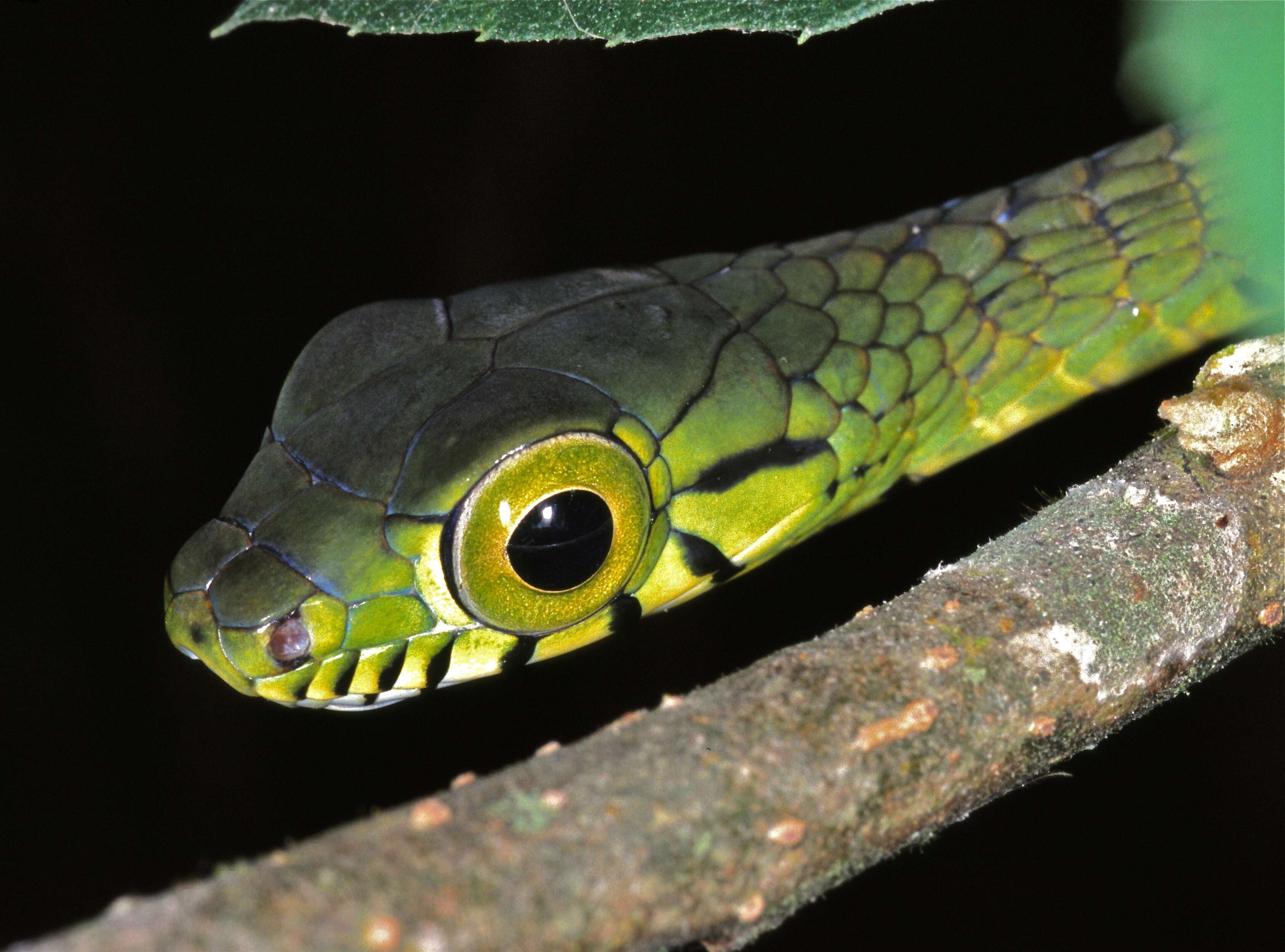 صورة Rhamnophis aethiopissa Günther 1862