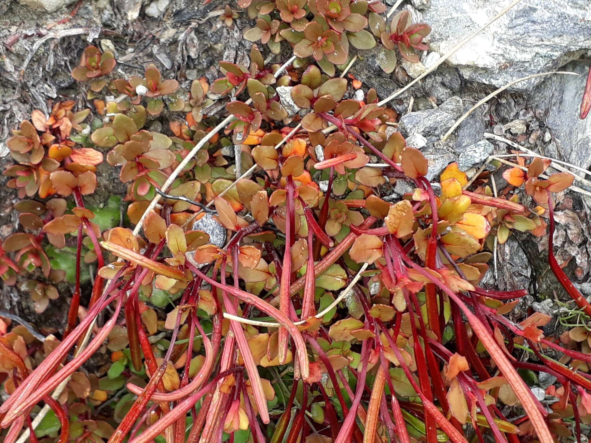 Imagem de Epilobium tasmanicum Hausskn.