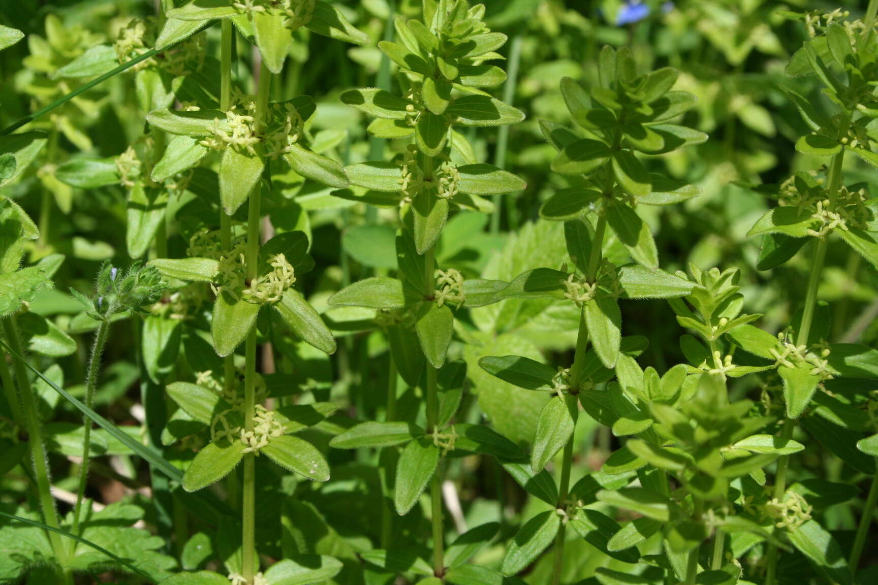 Image of Cruciata glabra (L.) Opiz