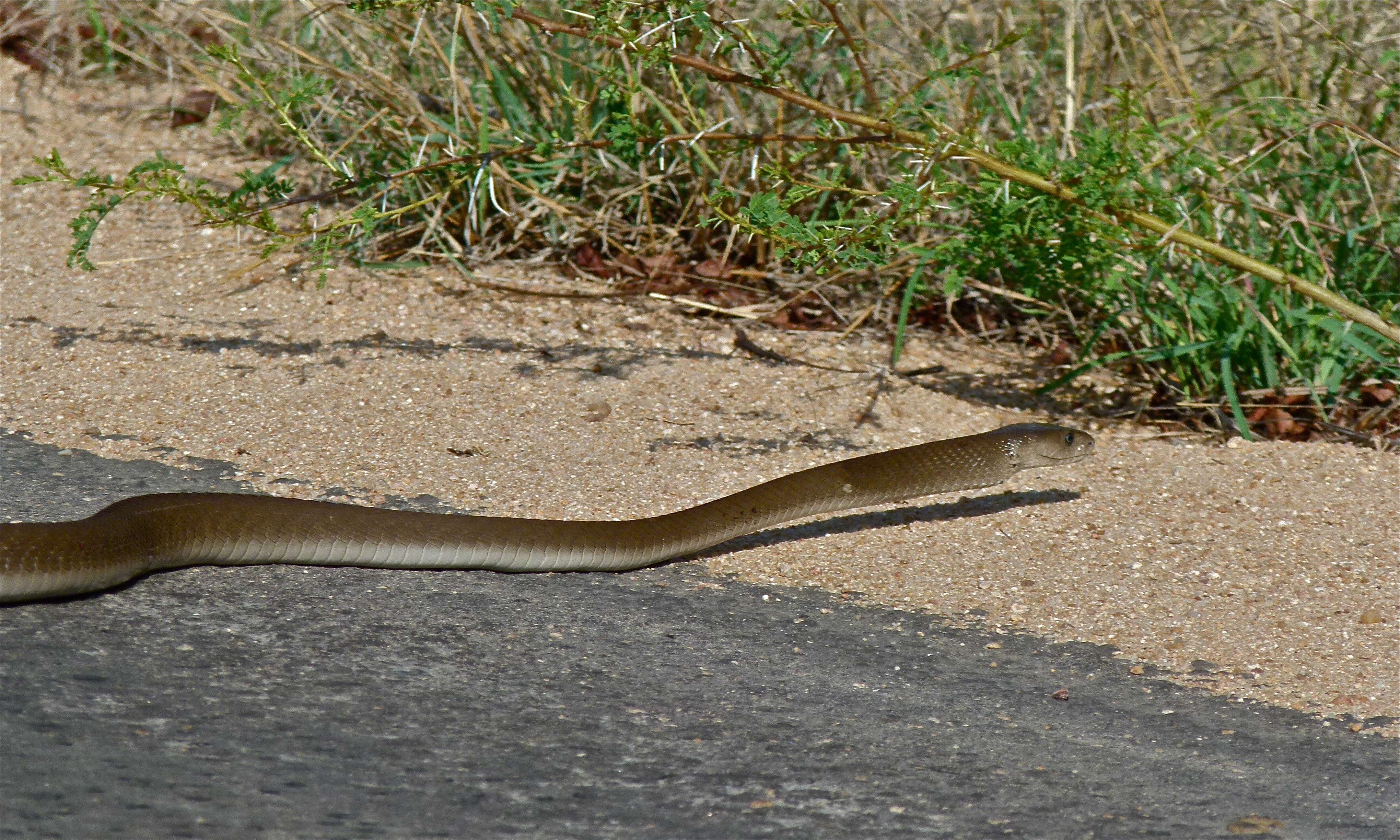 Image of Black Mamba