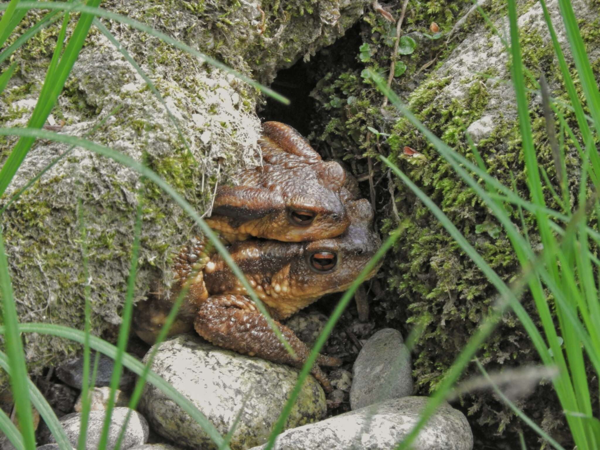 Image of Spiny Common Toad