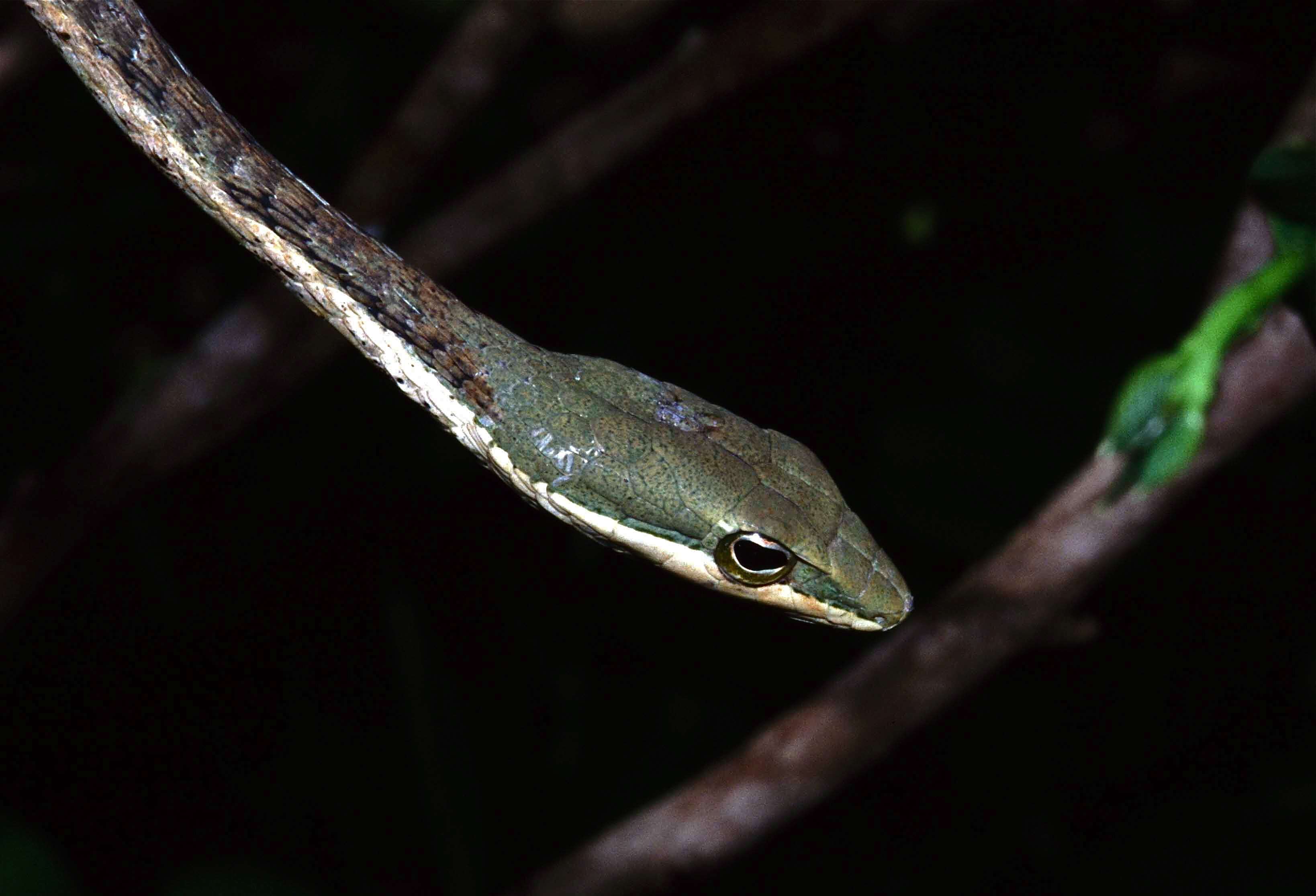 Image of Thelotornis mossambicanus (Bocage 1895)
