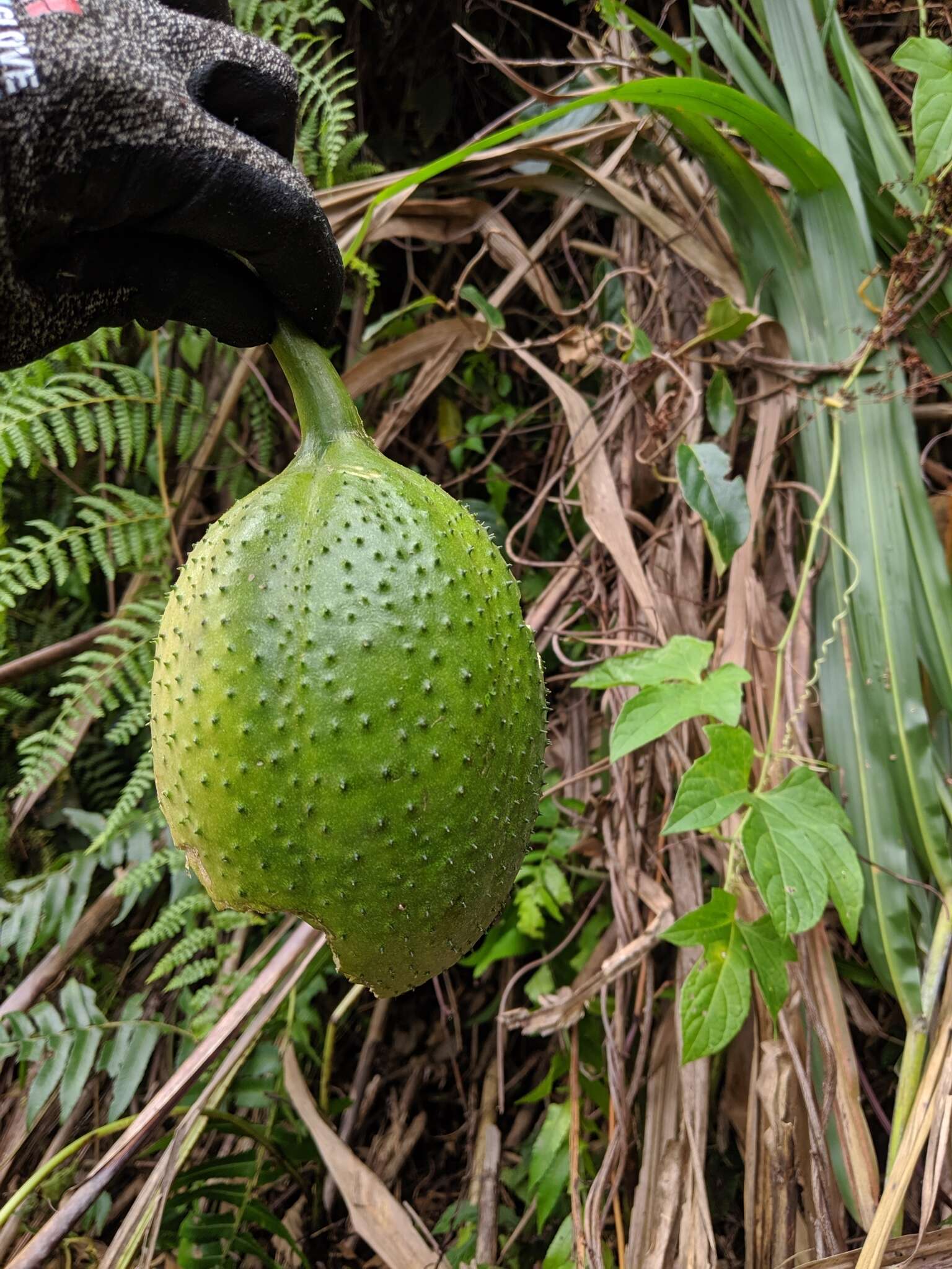 Imagem de Momordica cochinchinensis (Lour.) Spreng.