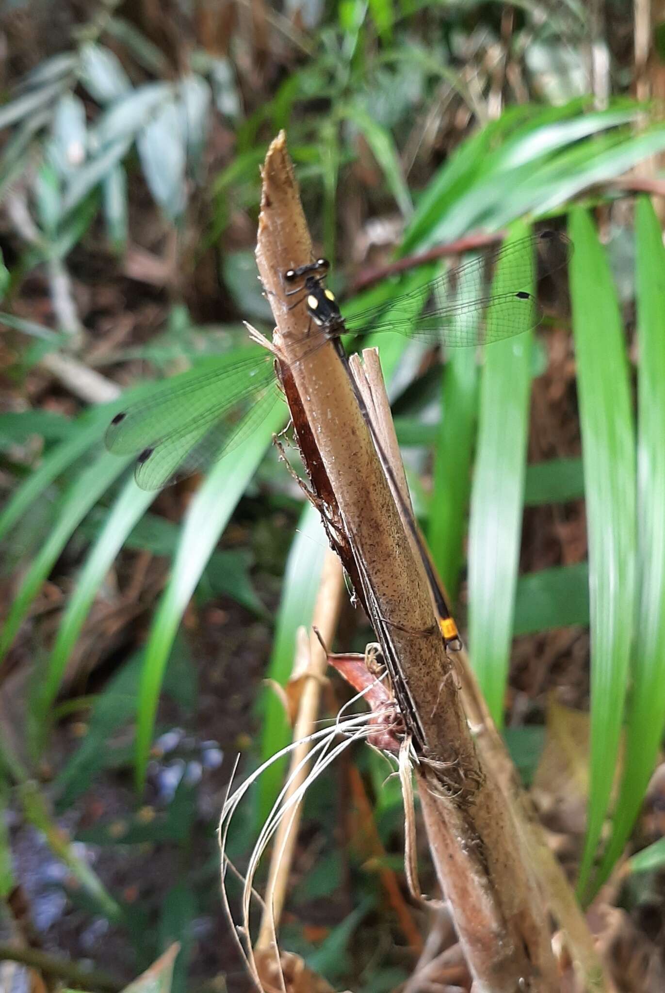 Image of Heteragrion tiradentense Machado & Bedé 2006