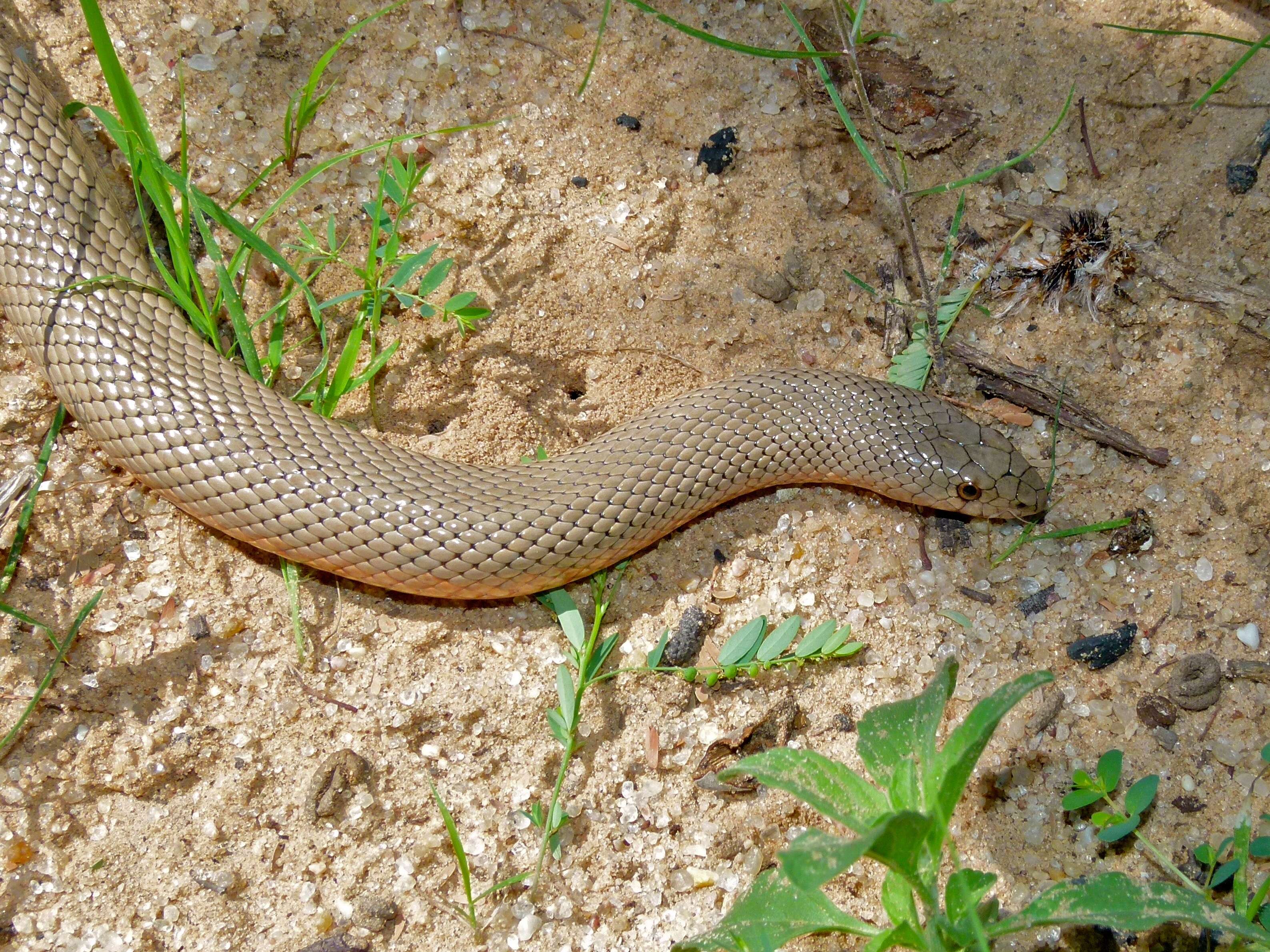 Image of Pseudaspis Fitzinger 1843