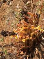 Image of clustered broomrape