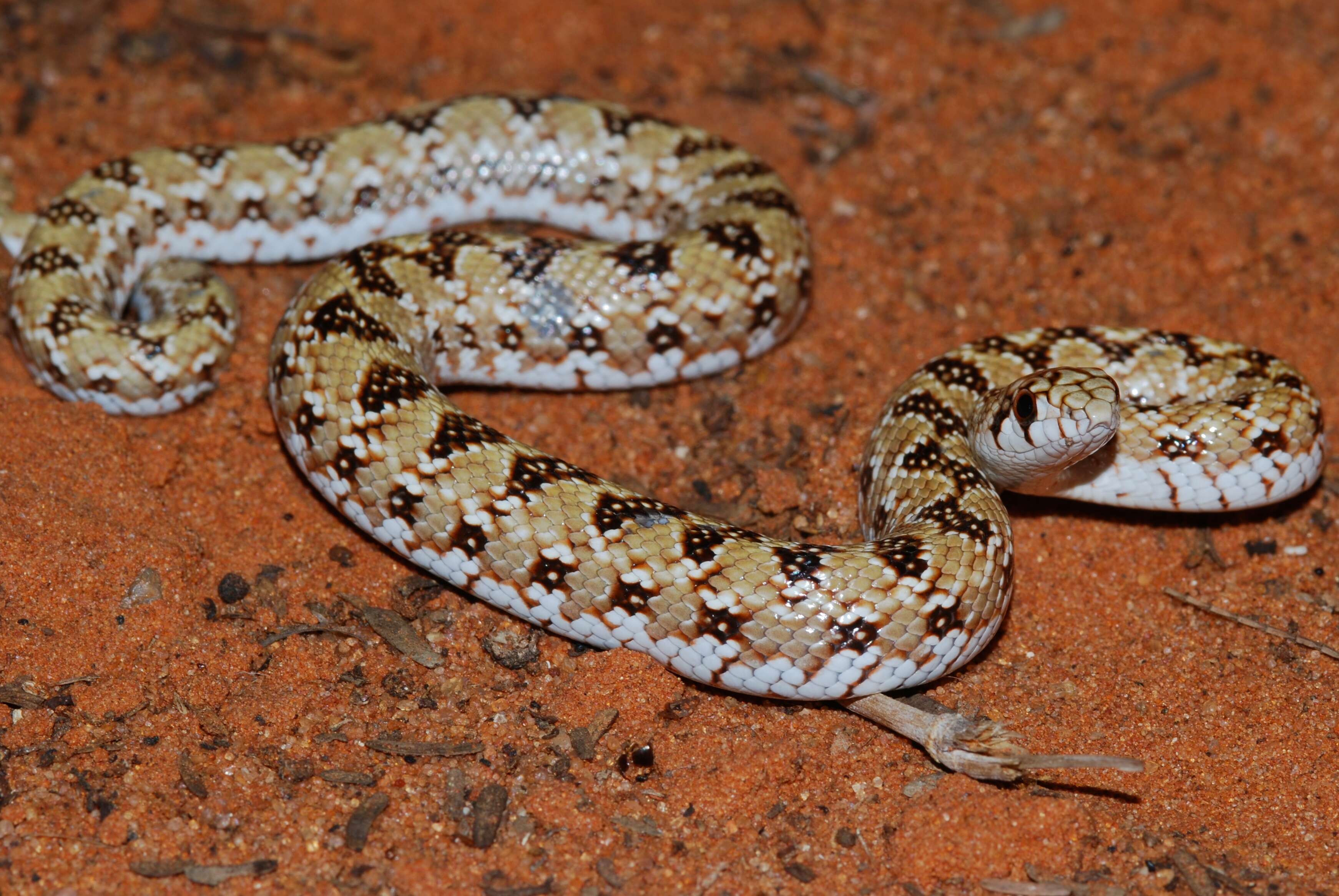 Image of Dwarf Beaked Snake