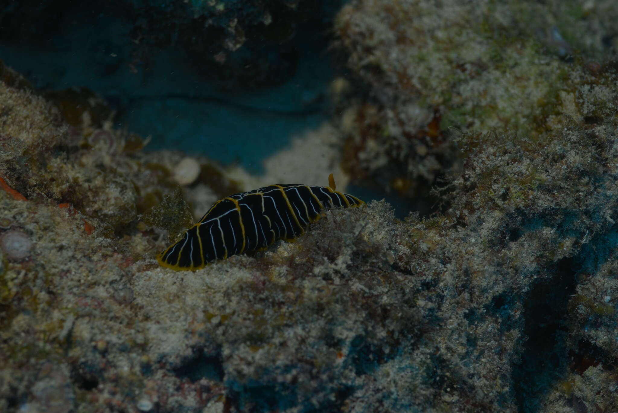 Image of Orange ridge black slug