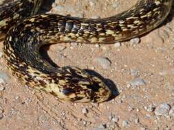 Image of Cape cobra