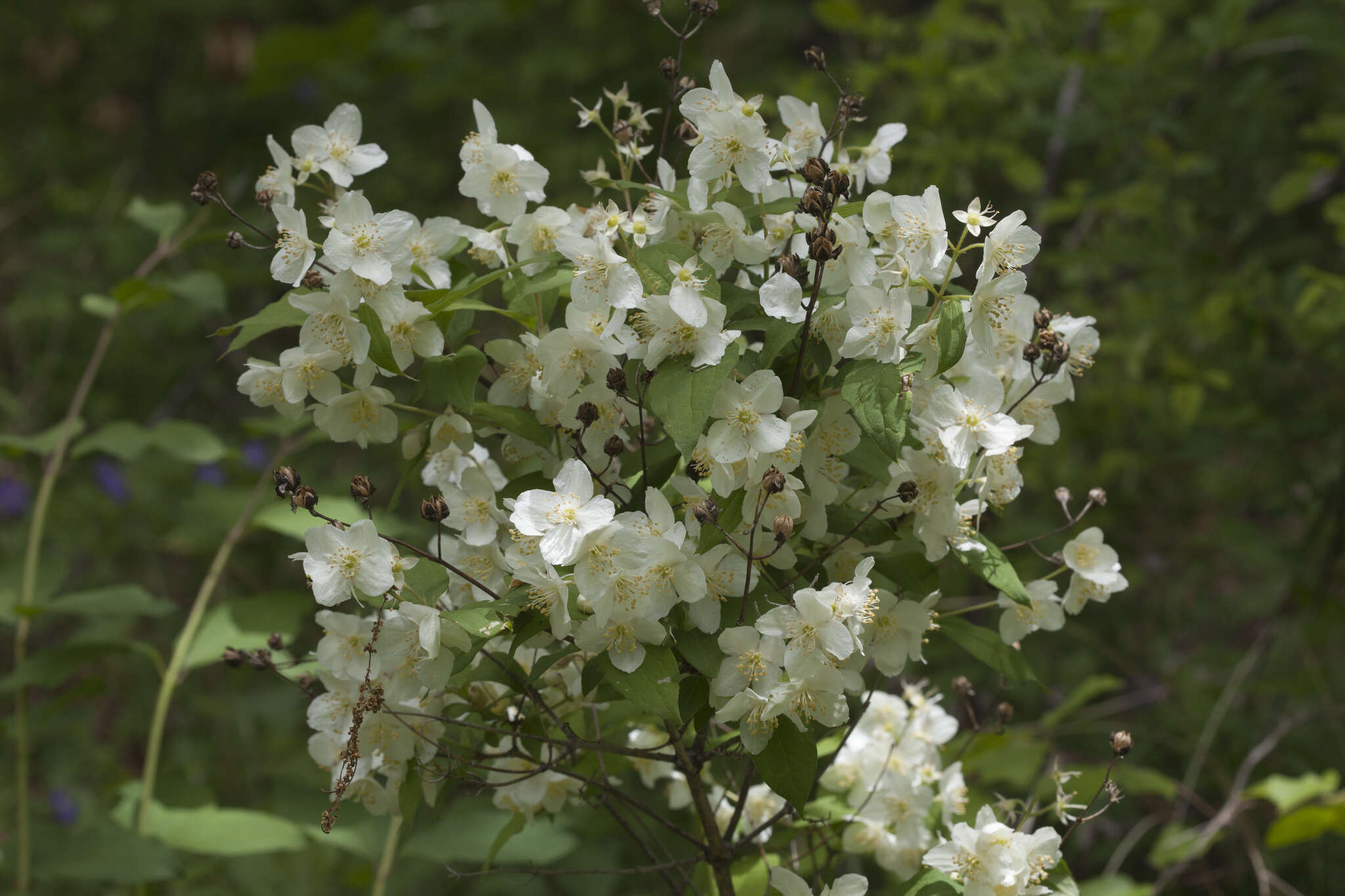 Image of Philadelphus tenuifolius Rupr. & Maxim.