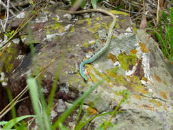 Image of Philothamnus semivariegatus (A. Smith 1840)