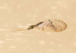 Image of Barber's brown lacewing