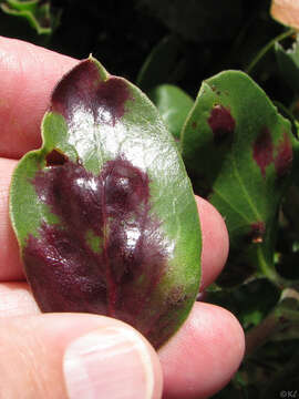 Image of Exobasidium arctostaphyli Harkn. 1884