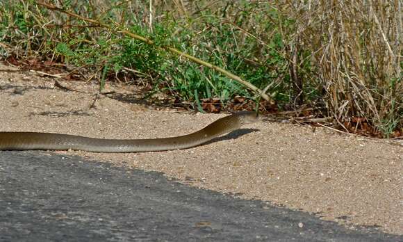 Image of Black Mamba