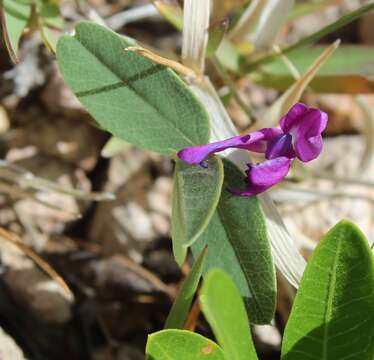 Image of Lemmon's cologania