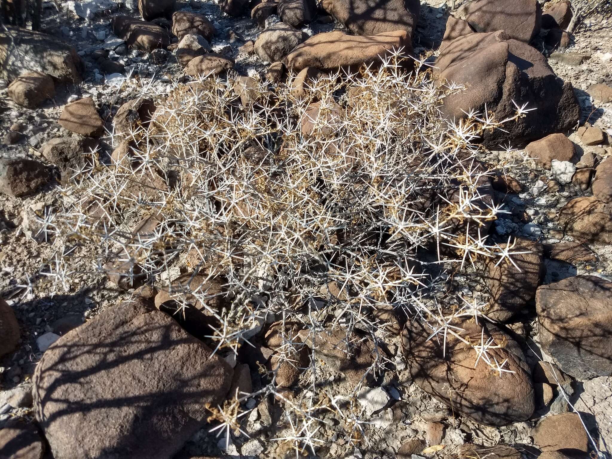 Image of Ambrosia bryantii (Curran) Payne