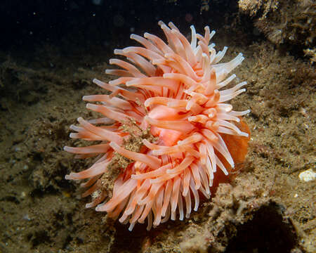 Image of Christmas anemone