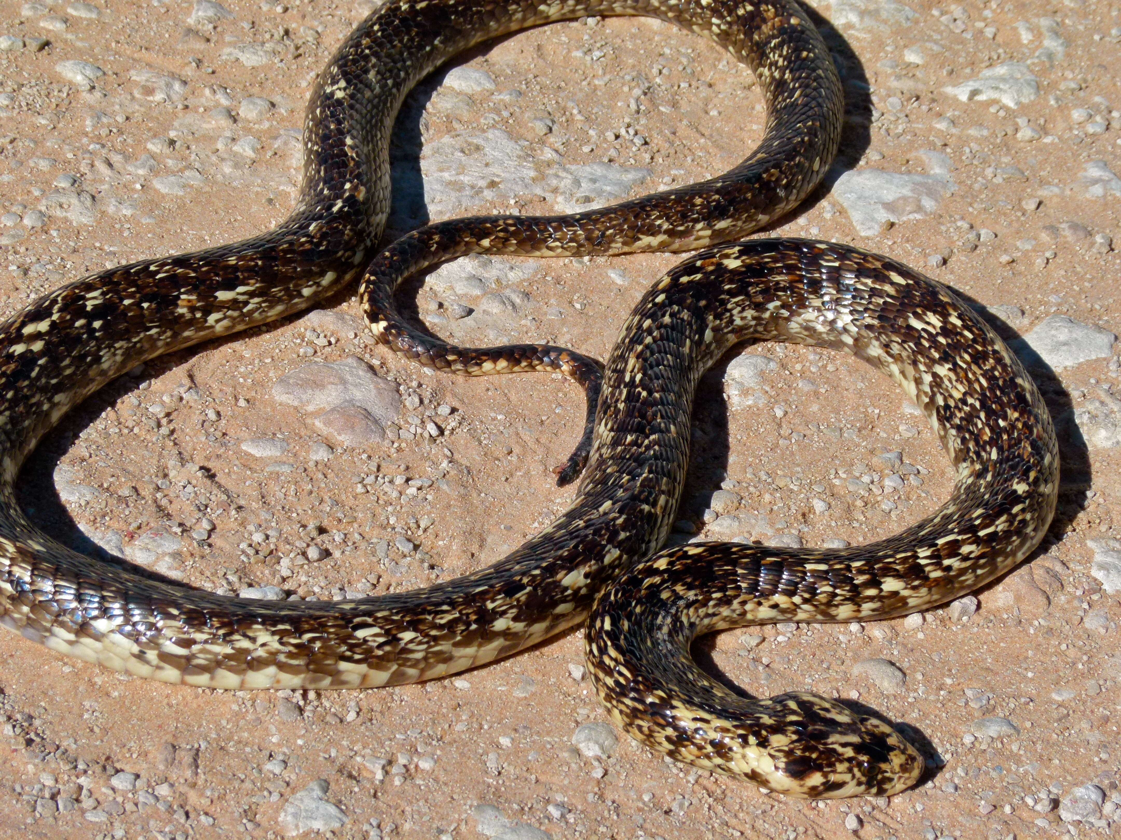 Image of Cape cobra