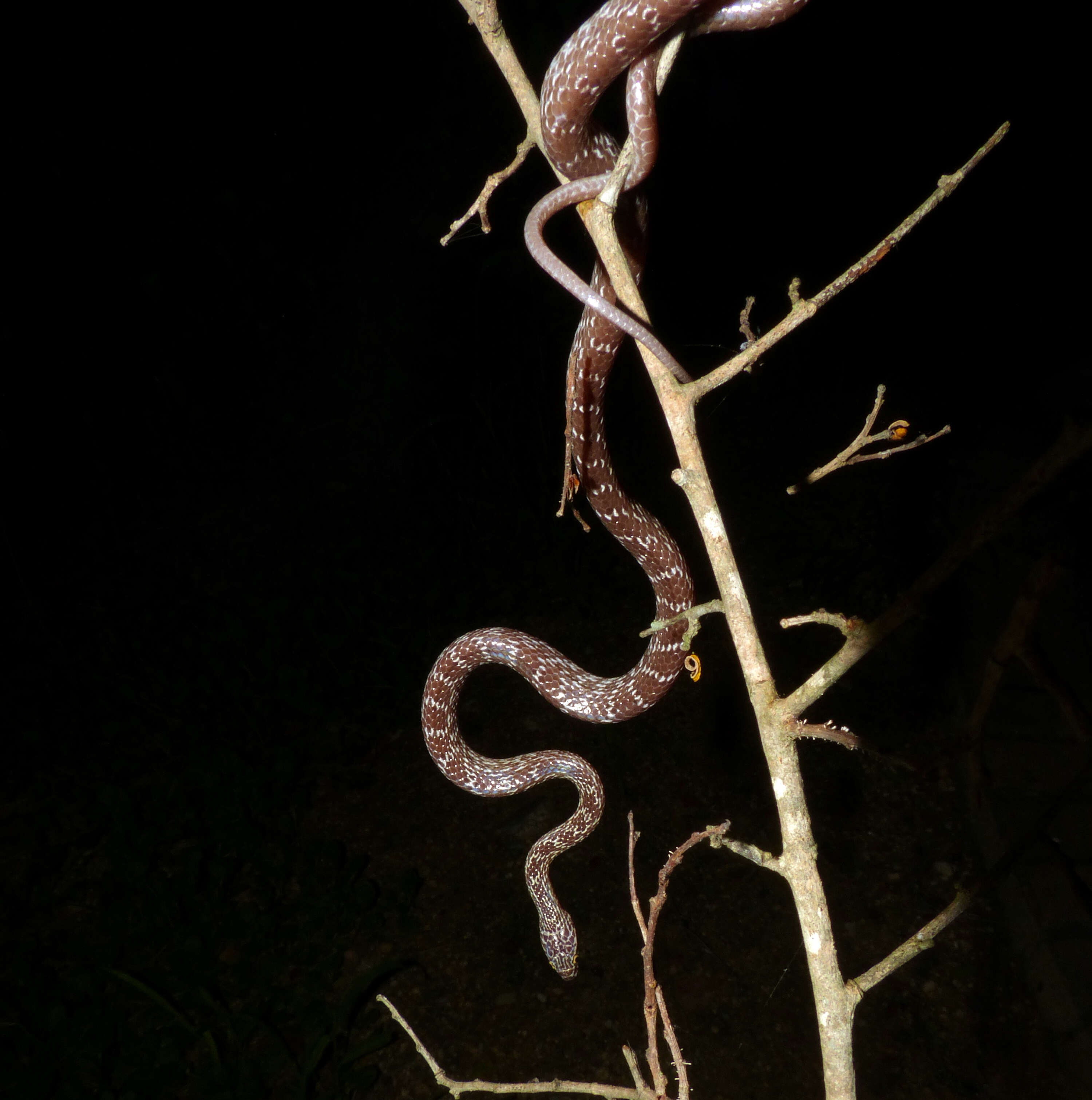 Image of Cross-barred Snake