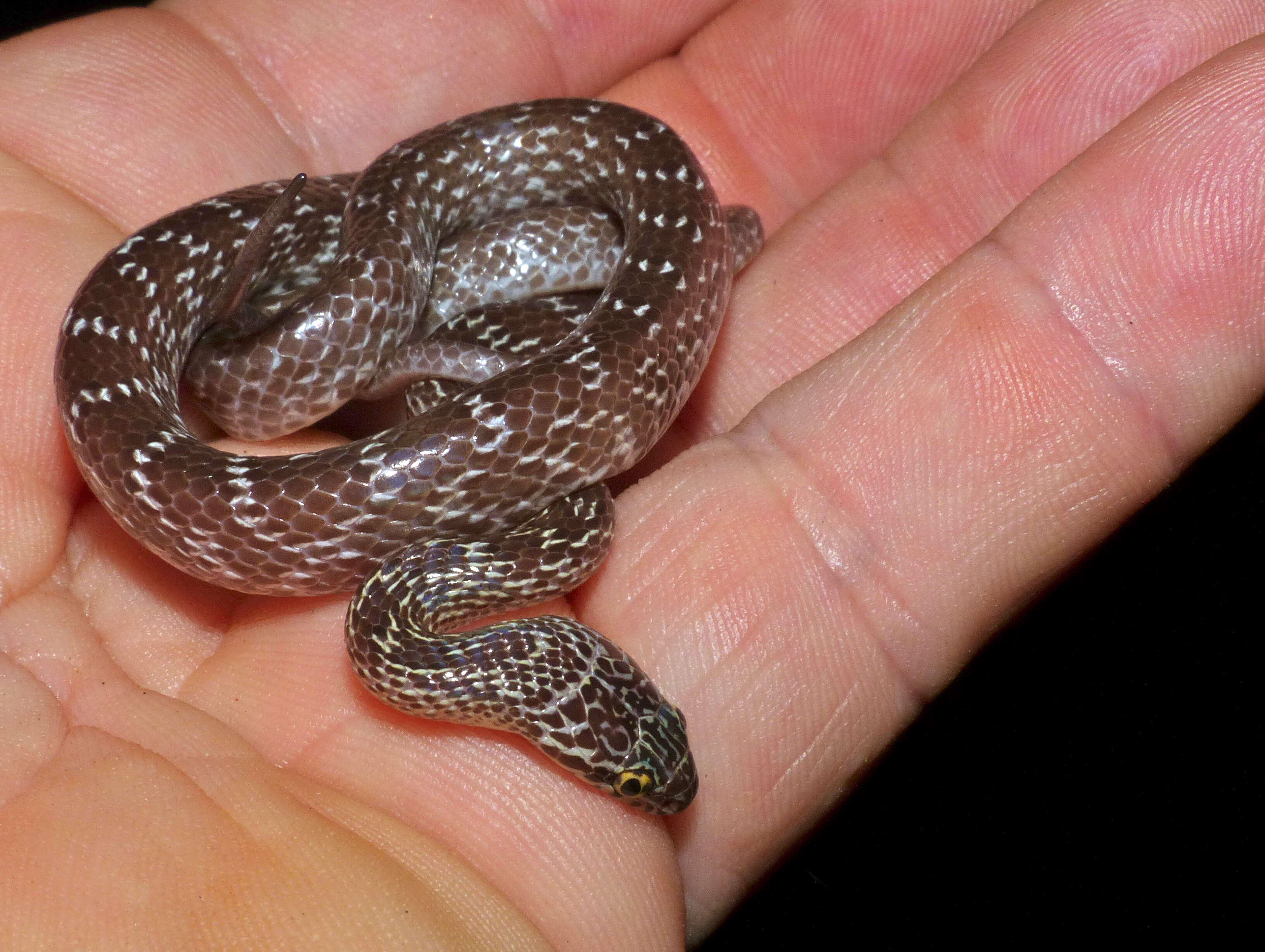 Image of Cross-barred Snake
