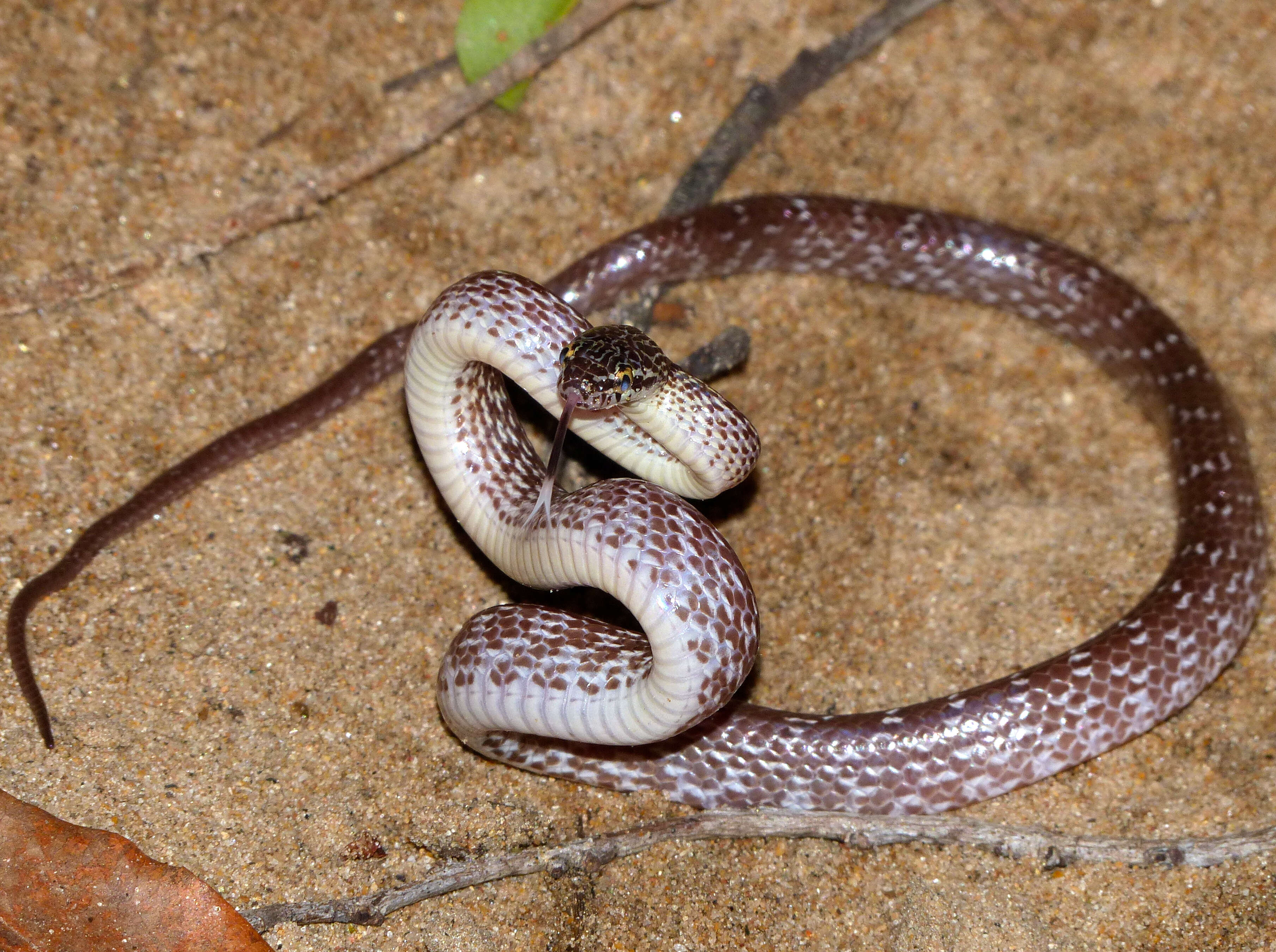 Image of Cross-barred Snake