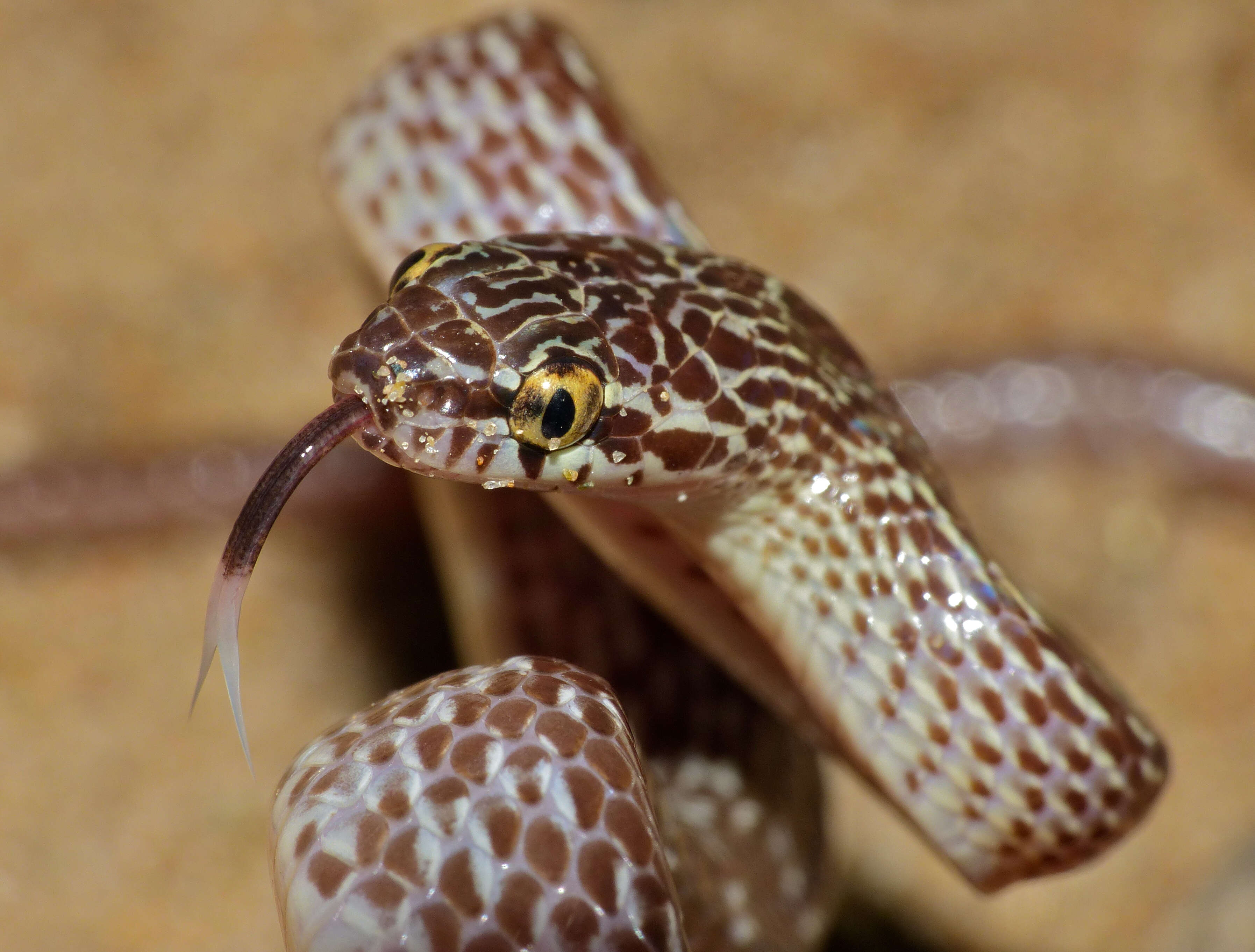 Image of Cross-barred Snake