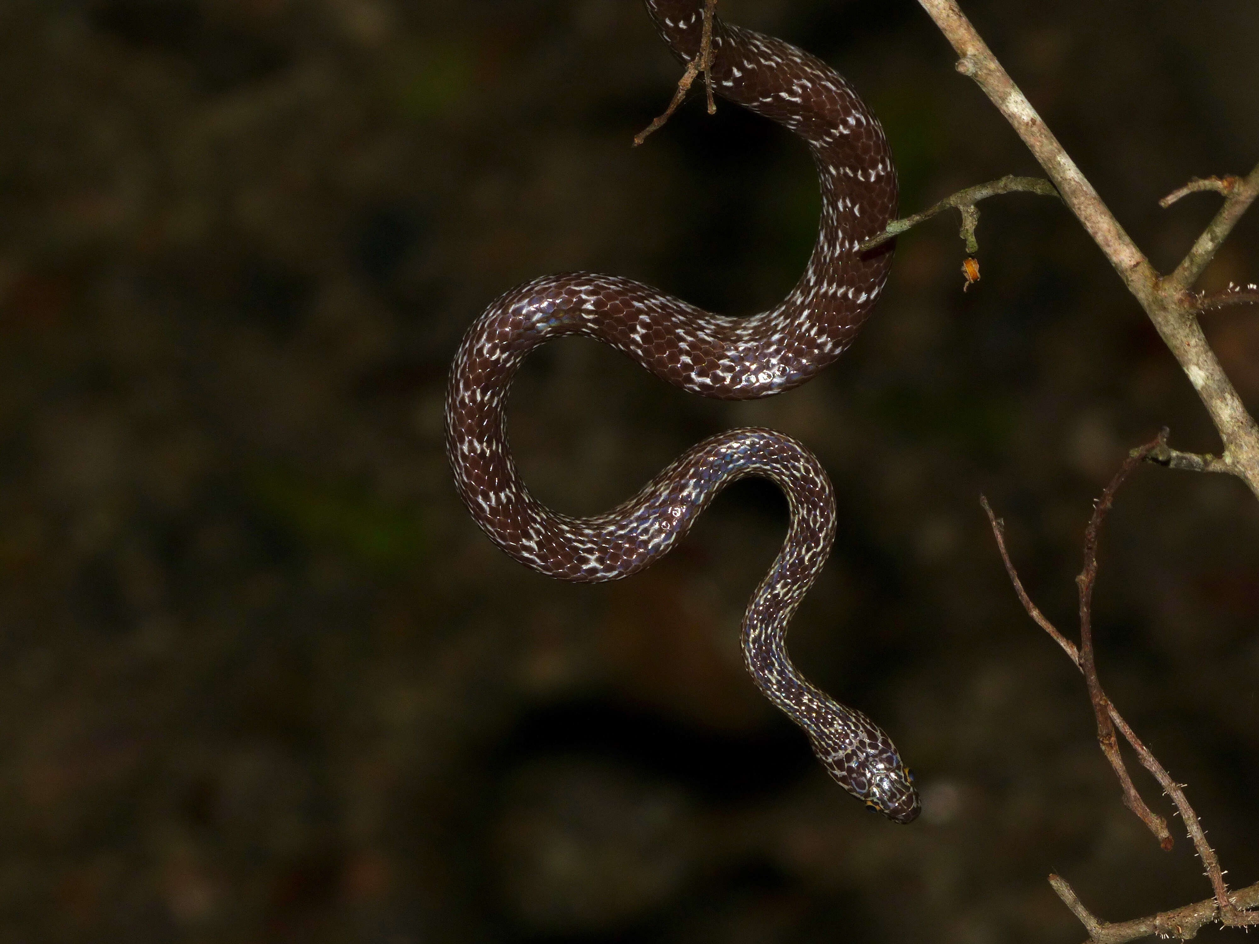 Image of Cross-barred Snake