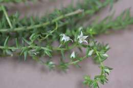 Image of Villadia albiflora (Hemsl.) Rose