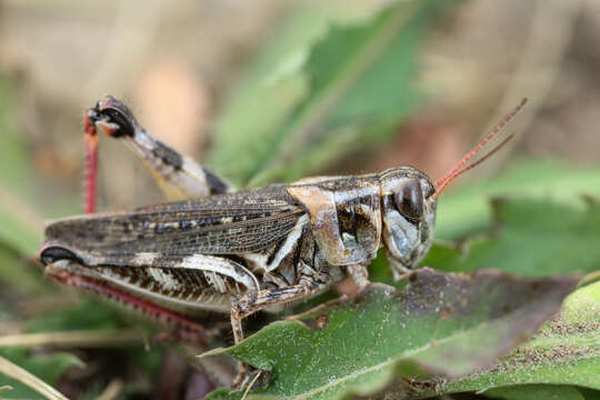 Image of Gladston grasshopper