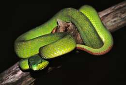 صورة Trimeresurus insularis Kramer 1977