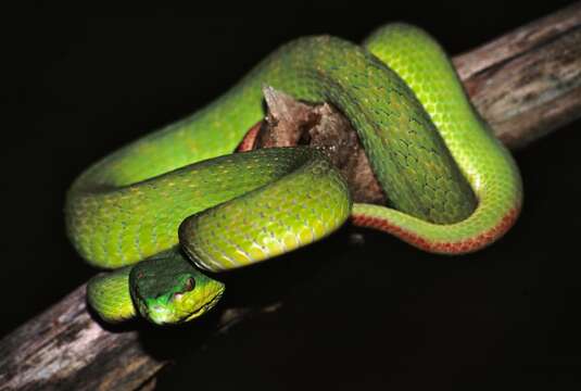 Plancia ëd Trimeresurus insularis Kramer 1977