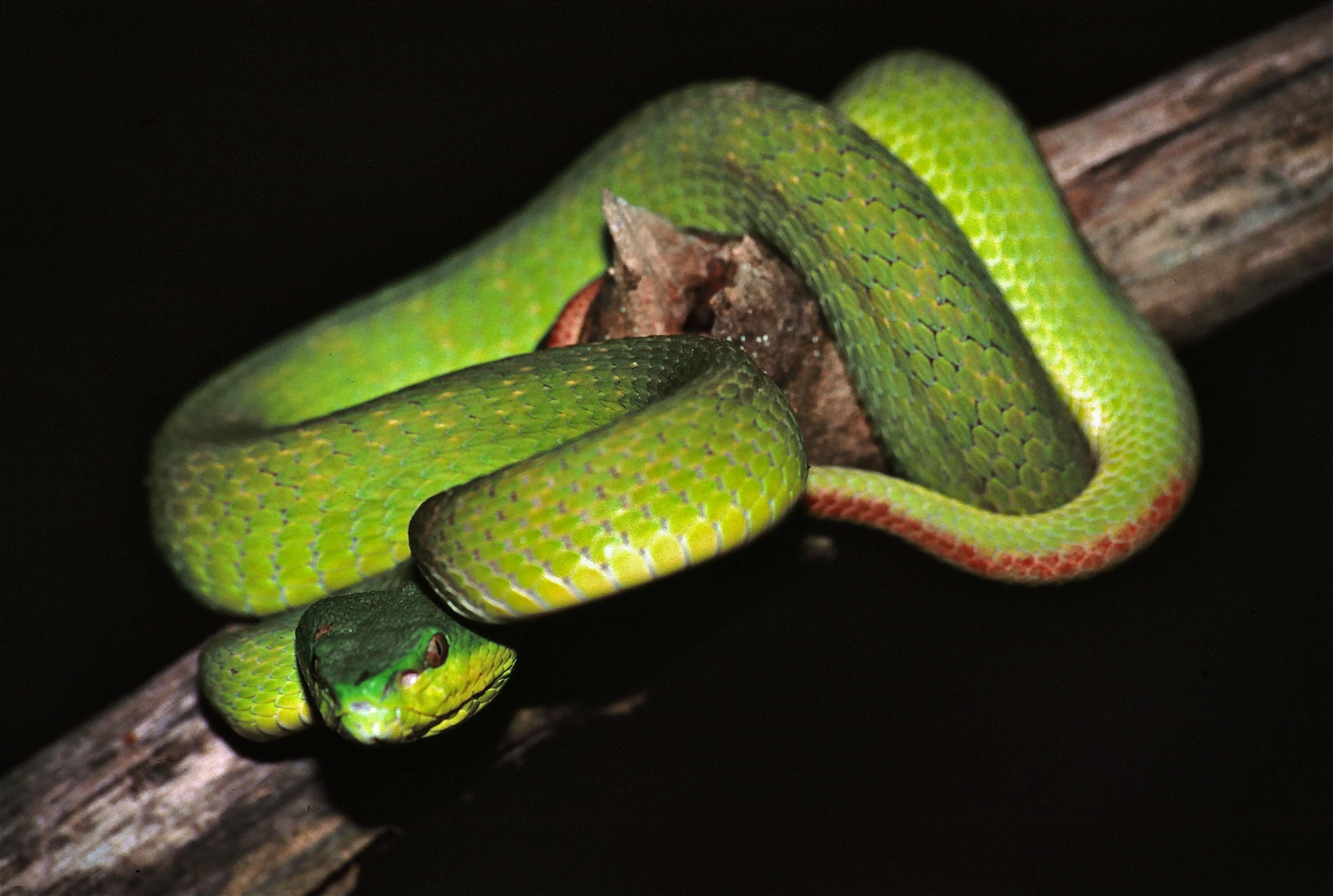 Image of White-lipped island pitviper