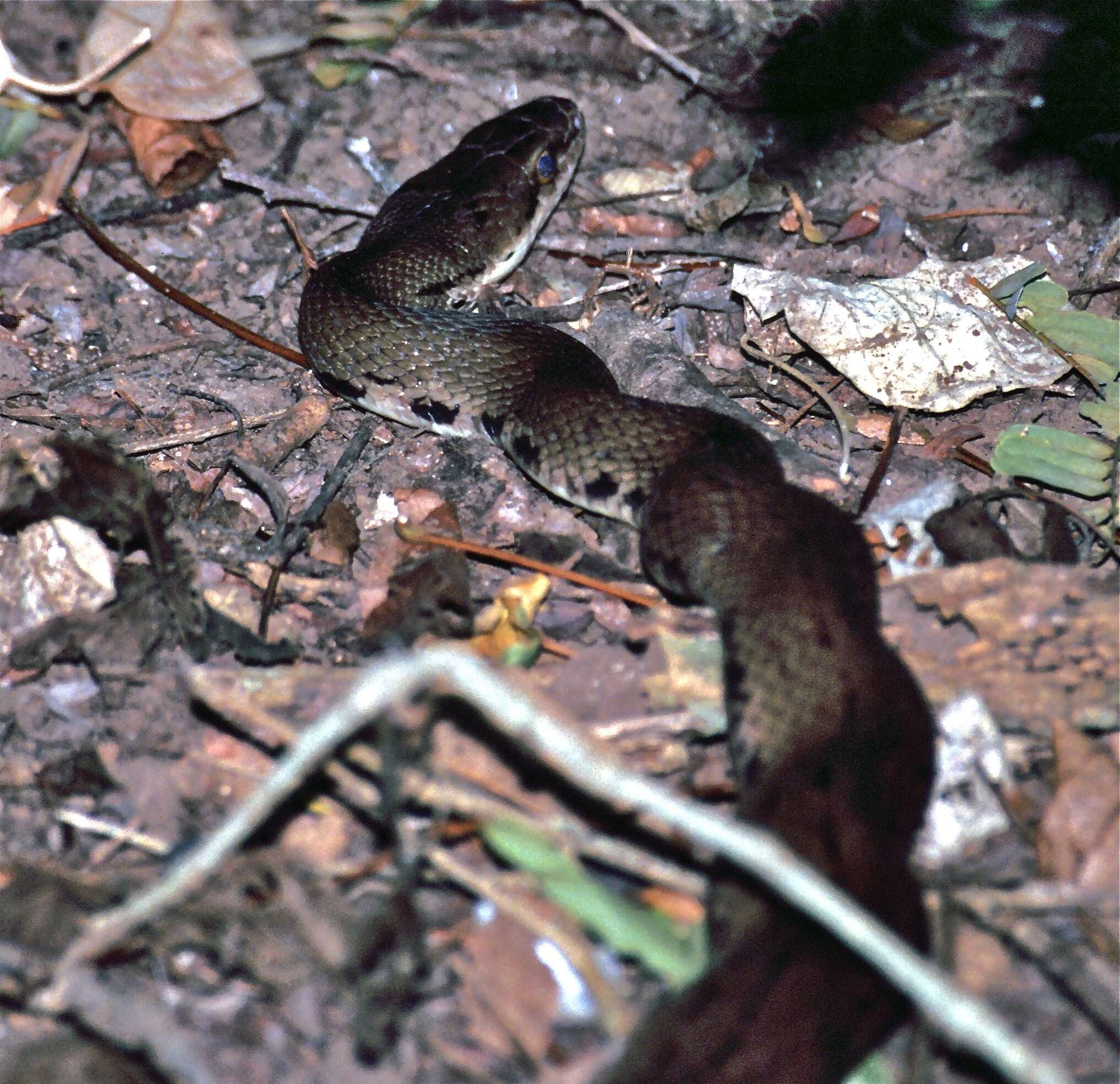 Image of Coelognathus subradiatus (Schlegel 1837)