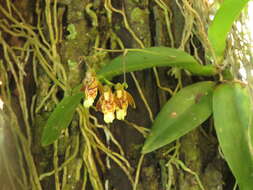 Image de Leochilus carinatus (Knowles & Westc.) Lindl.