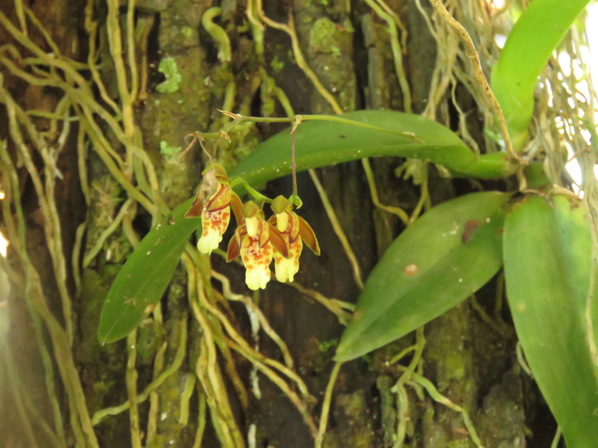 Image de Leochilus carinatus (Knowles & Westc.) Lindl.